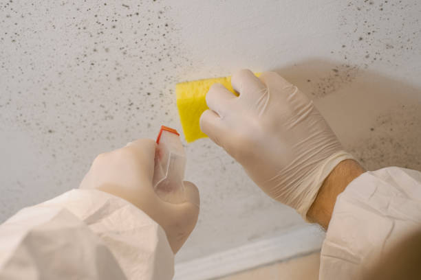 Best Black Mold Removal  in South Beach, FL