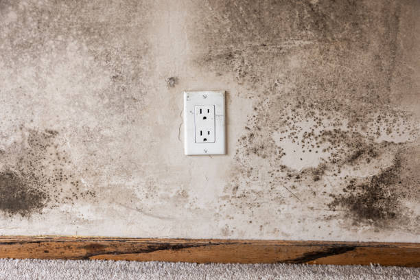 Trusted South Beach, FL Mold Removal Experts