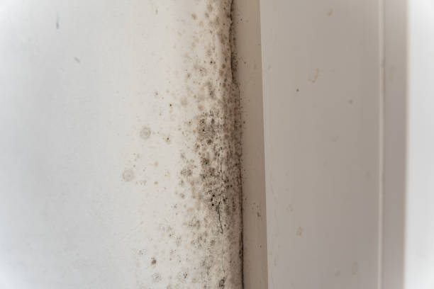 Best Mold Removal for HVAC Installations  in South Beach, FL